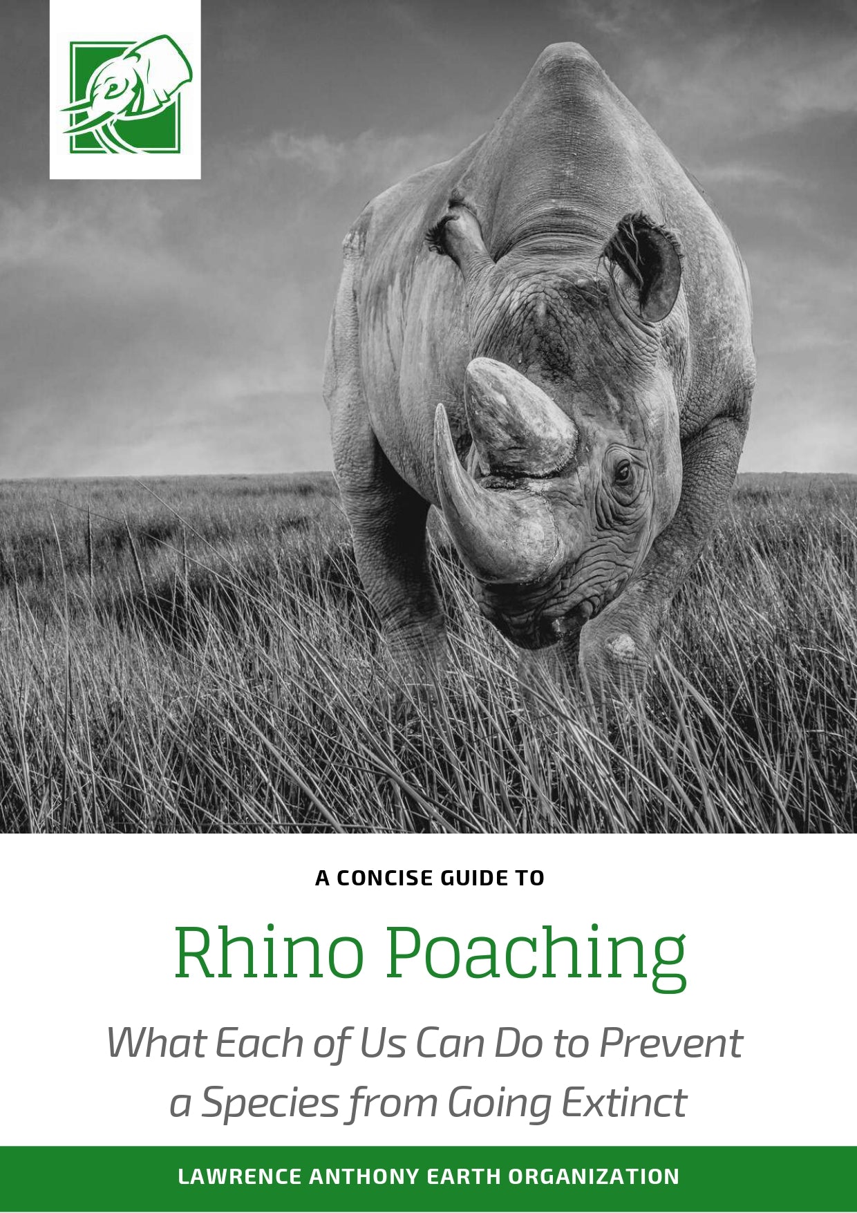 Rhino Poaching